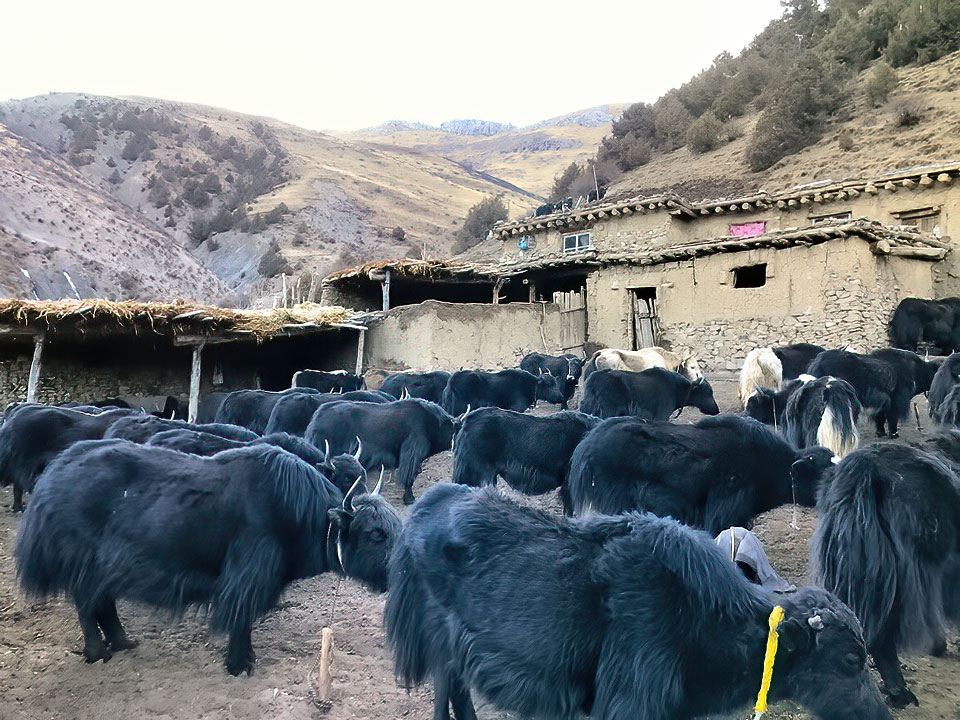 Tibetan Nomadic Life Sustainability Project in Zurmang, Nangchen, Kham, Tibet
